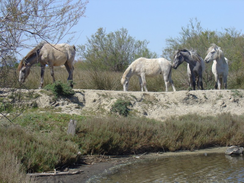 Camargue - cavalli allo stato brado