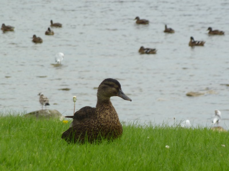 Irlanda - County Clare - Lago Lough Derg - anatra